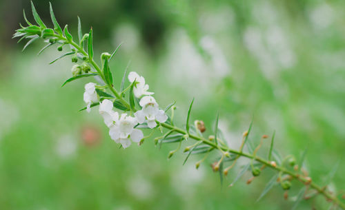 Close-up of white flowering plant