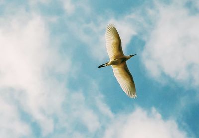 Low angle view of bird flying against sky