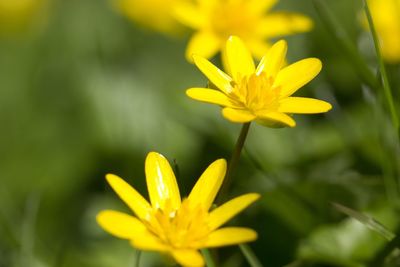 Close-up of yellow crocus blooming outdoors