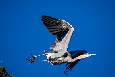 Low angle view of bird flying against clear blue sky