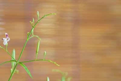 Close-up of plant