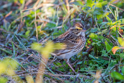 Close-up of bird perching on a field