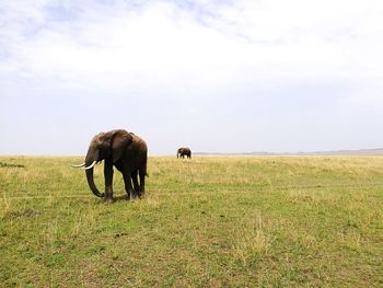 Elephant grazing in a field