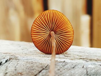 Close-up of mushroom on table