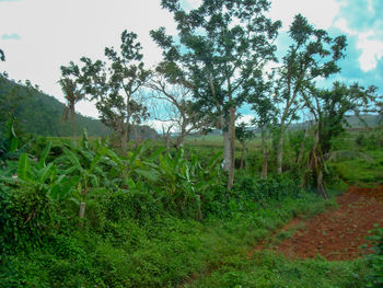 Trees on field against sky