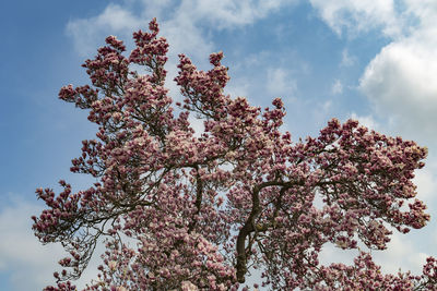 Low angle view of cherry blossoms in spring