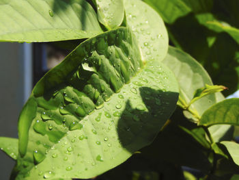 Close-up of raindrops on leaves