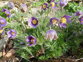 Purple crocus flowers