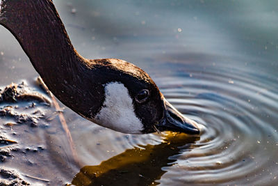 High angle view of duck swimming in lake