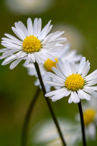 Close-up of white daisy flower