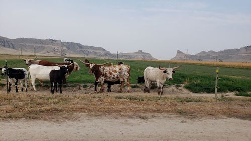 Cows on field against sky