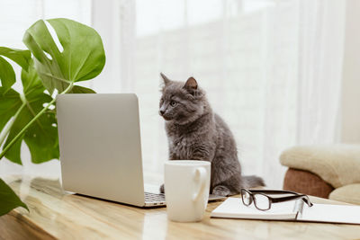 A cat, a kitten sits in front of a laptop and looks at the screen. remote work, training. animals