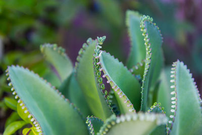 Close-up of succulent plant