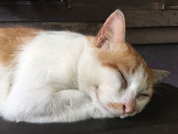 Close-up of cat sleeping