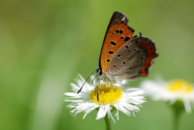 Close-up of butterfly pollinating on flower