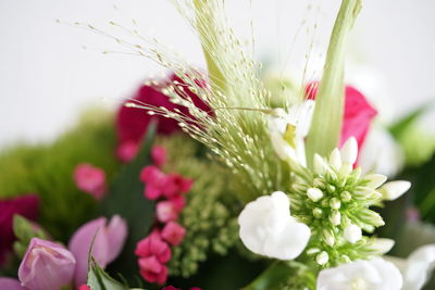 Close-up of pink flowering plants on field