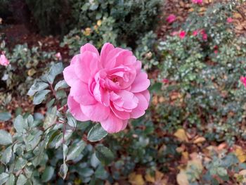 flowering plant