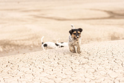 Portrait of dog sitting on land