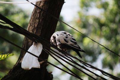 Close-up of bird perching on branch against sky