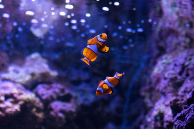 Close-up of fish swimming in sea