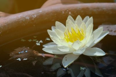 Close-up of white water lily