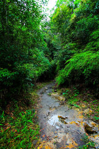 Trees in forest