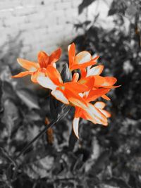 High angle view of orange flower plant