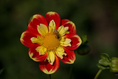 Close-up of bee on red flower