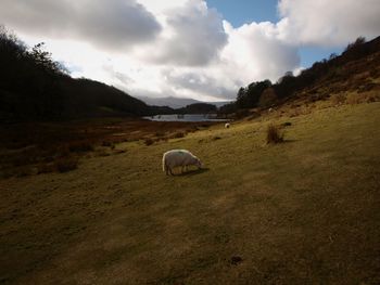 Sheep grazing in a field