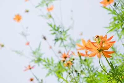 Close-up of orange flowering plants