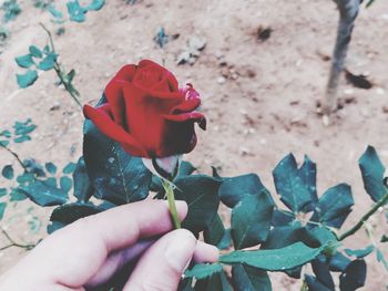 Close-up of hand holding rose bouquet