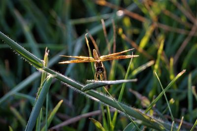 Close-up of insect on grass