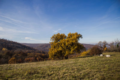 Trees on field against sky