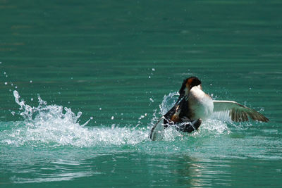 Great crested grebe landing in lake