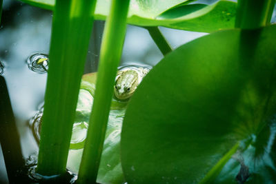 Close-up of water drops on leaf