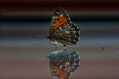 Close-up of butterfly reflecting on water