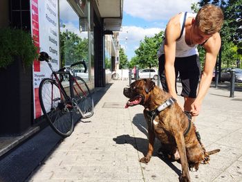 Owner adjusting pet harness on boxer at sidewalk