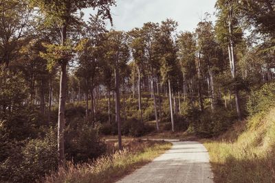 Road amidst trees in forest against sky