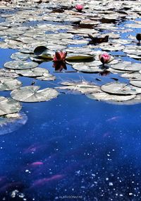 High angle view of water floating on lake