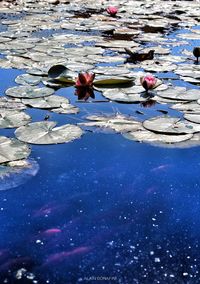 High angle view of water floating on lake