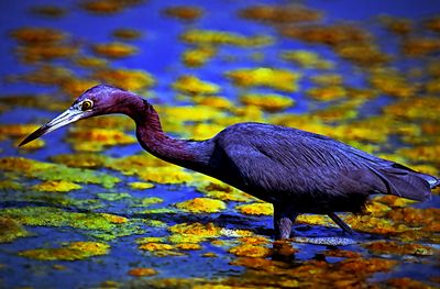 Close-up of bird in lake