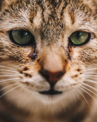 Close-up portrait of a cat