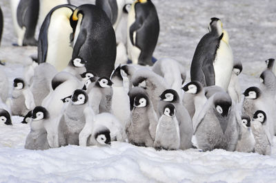 Flock of birds in snow