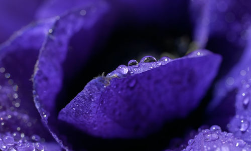 Close-up of water drops on purple flower