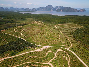 High angle view of agricultural field