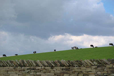 Flock of birds on field against sky