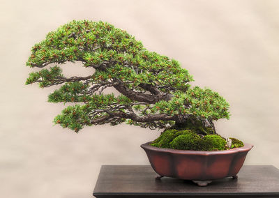 bonsai