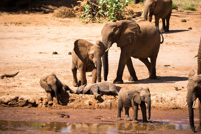 View of elephant drinking water