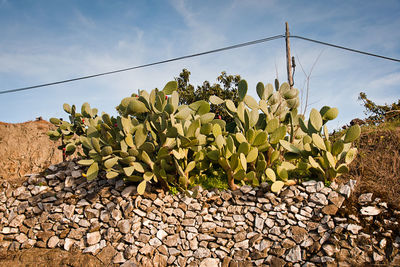 Plants growing on field against sky
