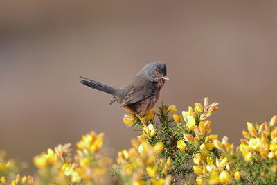 A dartford warbler on a gorse 